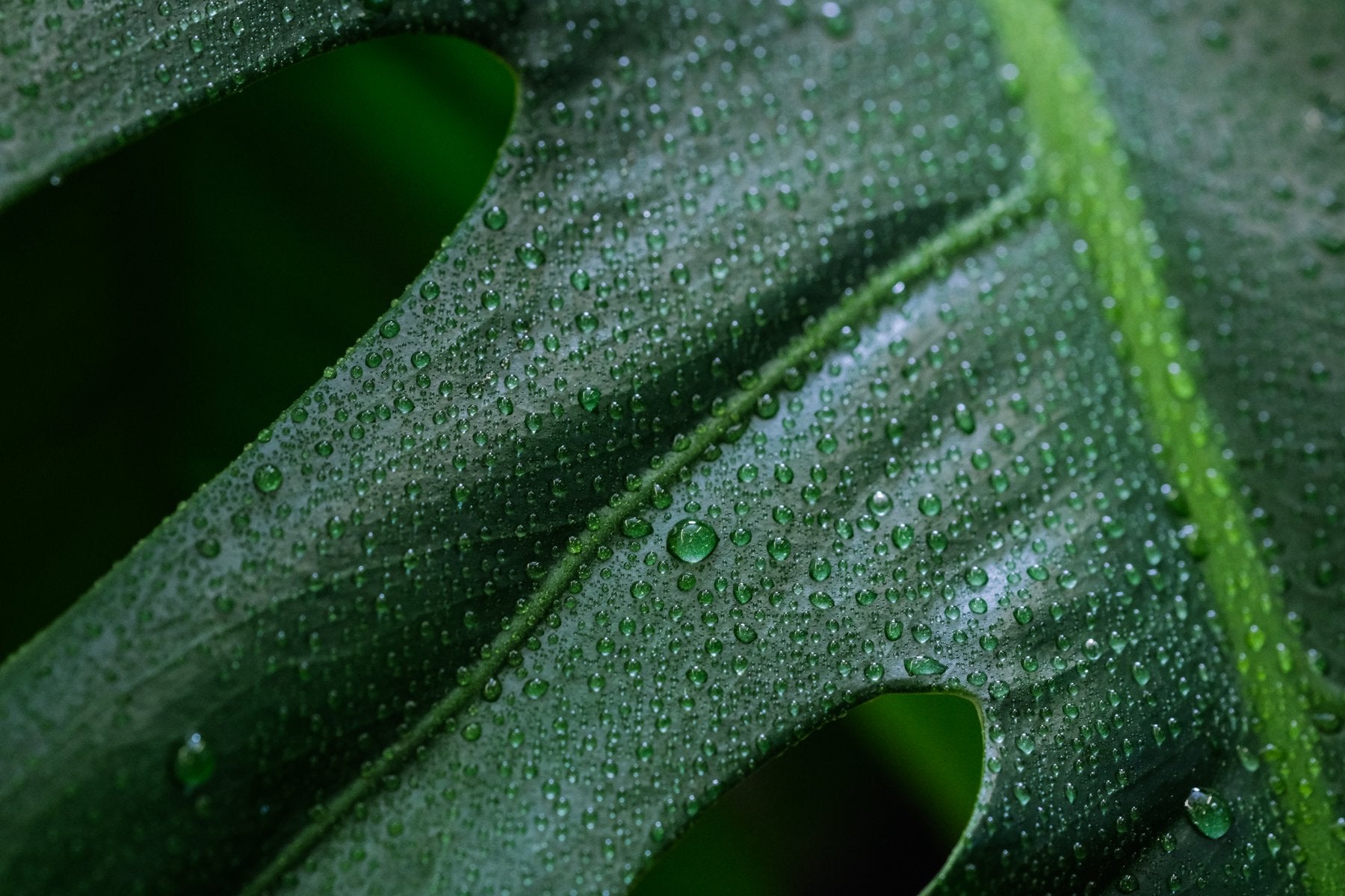 💧Luftfeuchtigkeit für Pflanzen erhöhen die 10 besten Tipps [Liste