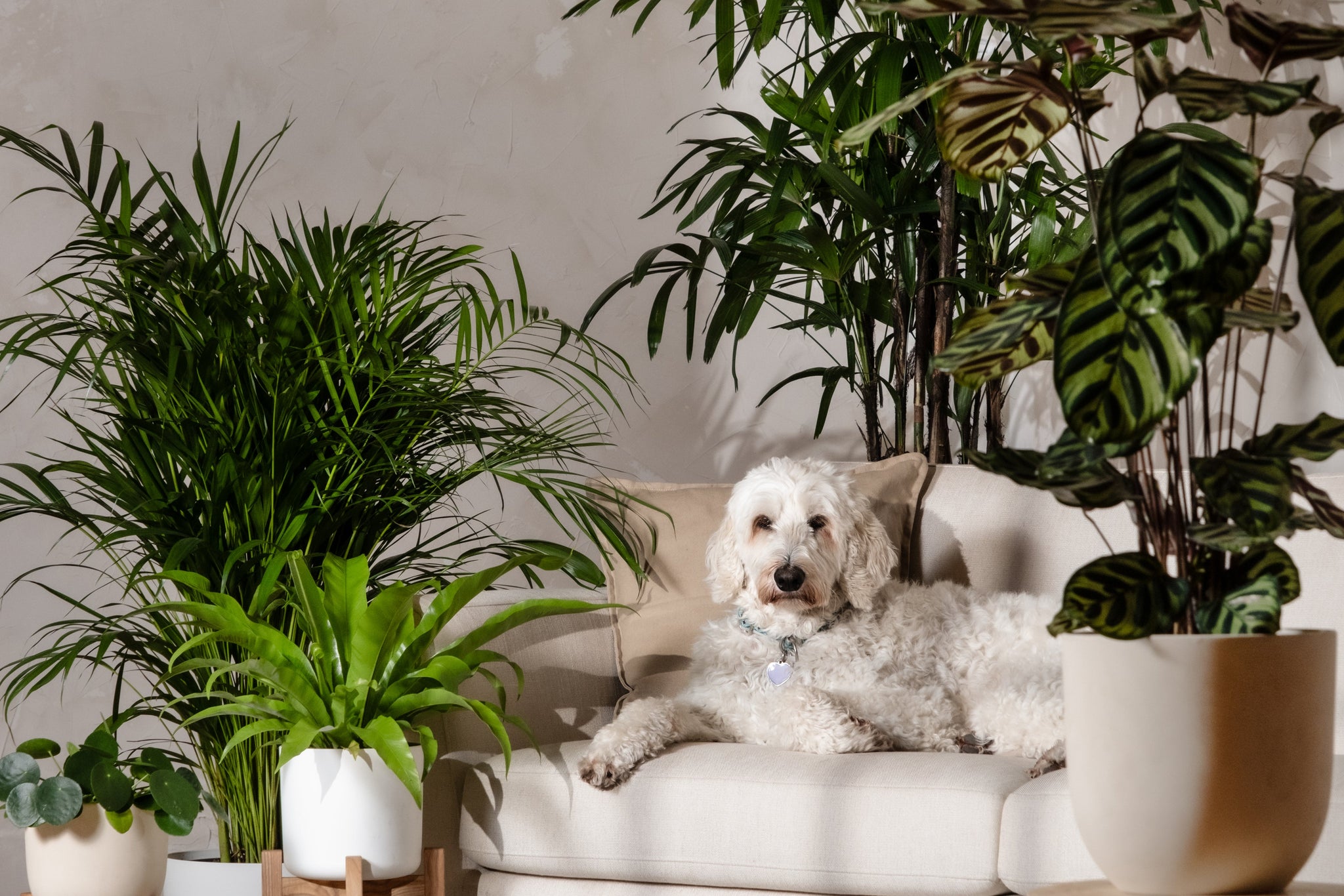 Ein Golden Retriever sitzt neben einer Topfpflanze mit großen grün und dunkelgrün gestreiften Blättern vor einem schlichten weißen Hintergrund. Der Hund trägt ein graues Halsband und blickt in die Kamera.