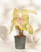 Caladium 'Seafoam Pink'