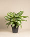 Eine üppige Große Aglaonema Silver Bay mit breiten, silbrigen Blättern mit hellgrüner Mitte und dunkelgrünen Rändern steht in einem einfachen schwarzen Topf vor einem schlichten beigen Hintergrund.