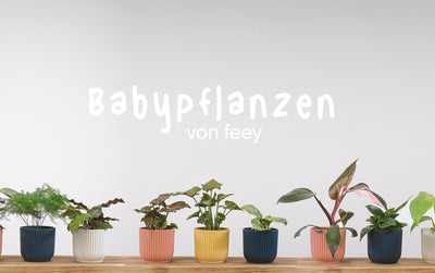 Babypflanzen aufziehen: wie du es schaffst, dass die kleinen Zimmerpflanzen groß und stark werden