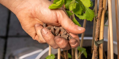 Alles, was du über das Düngen deiner Gartenpflanzen & Balkonpflanzen wissen musst