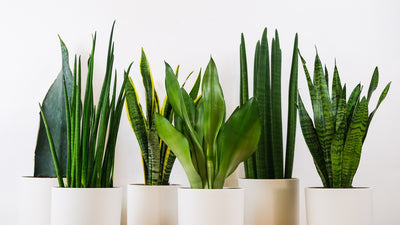 Die bezauberndsten Arten der Sansevieria