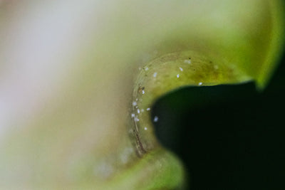 Spinnmilben bekämpfen: die effektivsten Mittel und wie du ihnen vorbeugen kannst