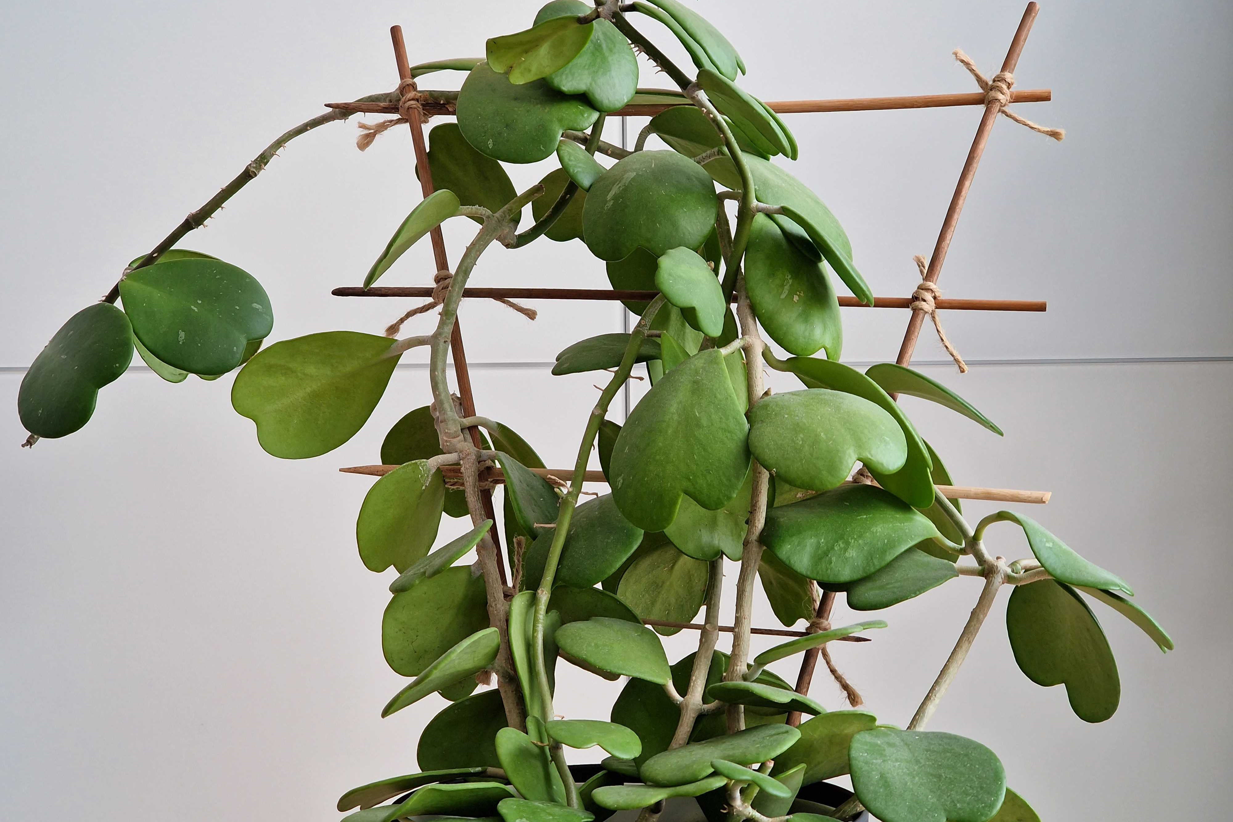 Die 7 hübschesten Zimmerpflanzen mit herzförmigen Blättern