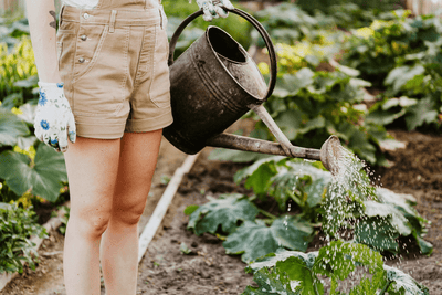 Was du über das Gießen von Garten- und Balkonpflanzen wissen musst