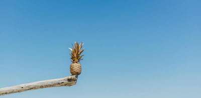 Ananas anpflanzen: So ziehst du deine eigene Ananaspflanze