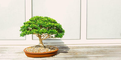 Bonsai-Bäume: Arten und Formen