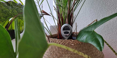 Feuchtigkeitsmesser für Pflanzen: Solltest du einen zum Gießen nutzen?