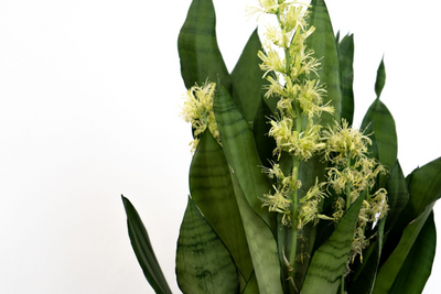 Das musst du machen, damit deine Sansevieria Blüten bekommt.
