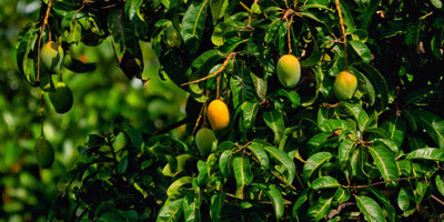 Eine Mango pflanzen: in 7 Schritten zu deinem eigenen Mangobaum