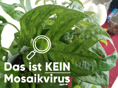 Das Mosaikvirus bei Zimmerpflanzen – Erkennen & Behandeln