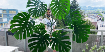 Monstera deliciosa und var. borsigiana: Gibt es wirklich einen Unterschied?