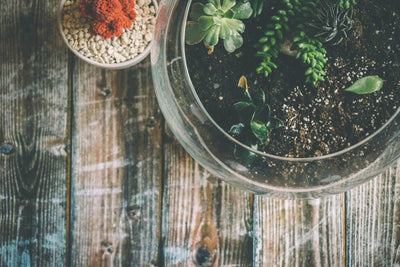 Terrarium: wie du dir dein Mini-Gewächshaus ganz einfach selbst baust und welche Pflanzen sich eignen
