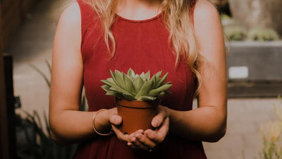 Pflanzen kaufen: Wie sehe ich, dass eine Pflanze gesund ist?