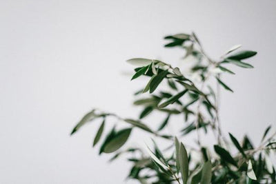 Olivenbaum überwintern: So überlebt dein Olivenbaum den Winter