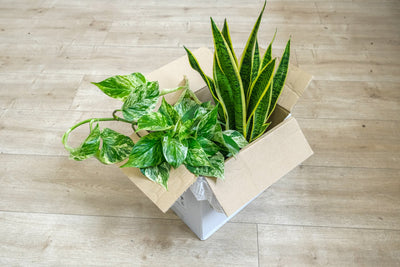 So gelingt dein Umzug – Zimmerpflanzen richtig verpacken & transportieren