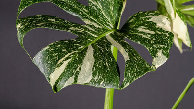 Seltene Zimmerpflanzen – Für wen sind Pflanzen-Raritäten geeignet?