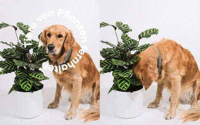 Die besten Hausmittel, die Katzen und Hunde von Pflanzen fernhalten – und was die Verpiss-dich-Pflanze dazu taugt