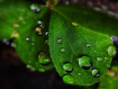 Weinen, tropfen, schwitzen: Guttation! Warum deine Zimmerpflanze Wassertropfen an ihren Blättern bildet.