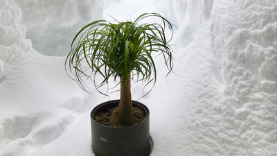 Zimmerpflanzen überwintern: Wie du deine Pflanze im Winter richtig pflegst