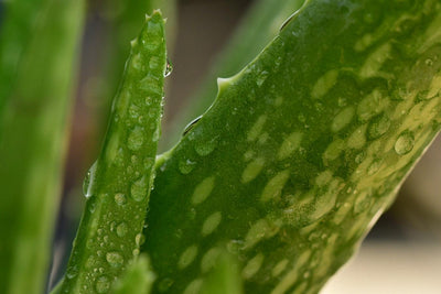 Aloe vera Gel ernten und verarbeiten – Das sind unsere Top 7 Rezepte