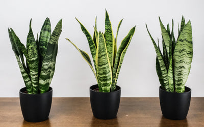 5 Arten, wie du deine Sansevieria vermehren kannst