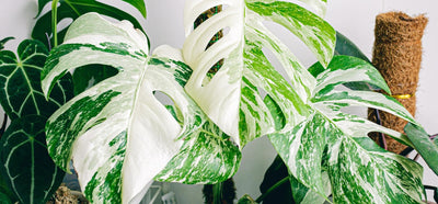Warum das Weiß der Monstera variegata braun wird und wie du dem vorbeugen kannst