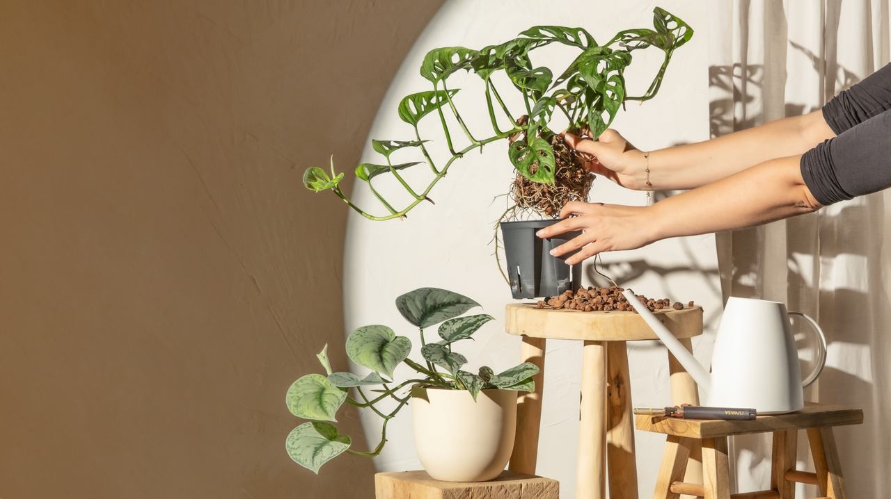 Zimmerpflanzen für Allergiker*innen [Liste 2024] feey GmbH