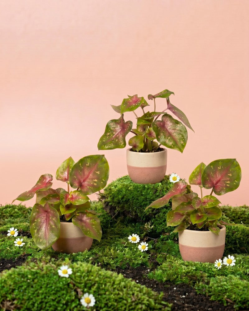 Drei Baby Caladium 'Casey' im cremeweiss-rosa Sencillo-Übertopf stehen auf moosbedeckten Hügeln mit Gänseblümchen vor zartrosa Hintergrund.