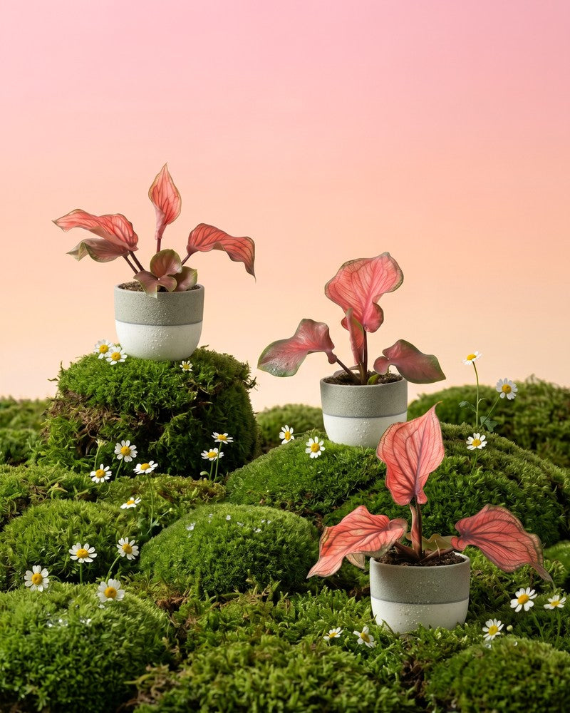 Drei Baby Caladium 'Lucia' im cremeweiss-cremefarbenen Sencillo-Übertopf stehen auf moosbedeckten Hügeln mit Gänseblümchen vor zartrosa Hintergrund.