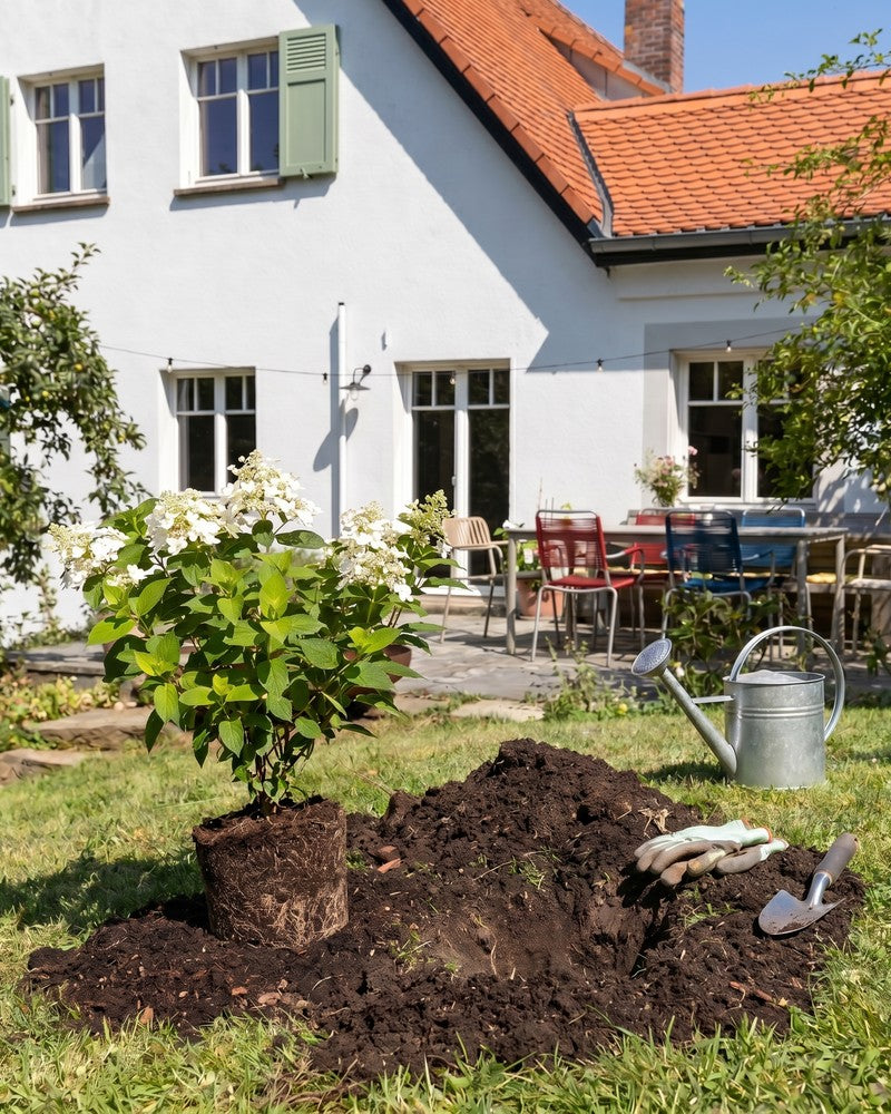 Eine frisch eingepflanzte weisse Rispenhortensie steht im Garten vor einem weissen Bauernhaus mit rotem Ziegeldach; daneben eine Giesskanne und Gartenwerkzeug.