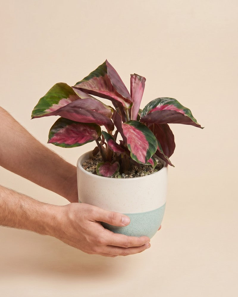 Hände halten die Calathea 'Rosy' mit pink-grünen Blättern im zweifarbigen Variado-Übertopf vor beigem Studiohintergrund.