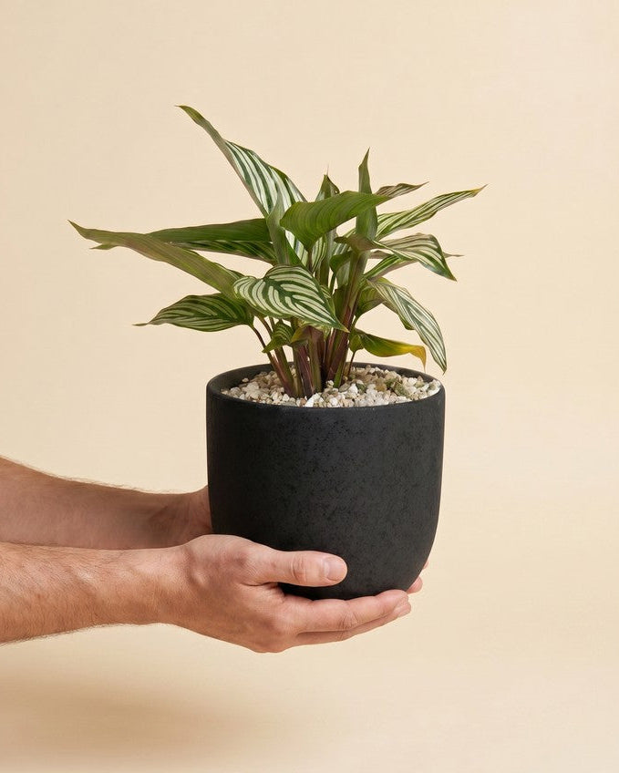Hände halten die Calathea vittata mit grün-weiss gestreiften Blättern im matt-schwarzen Übertopf vor beigem Studiohintergrund.