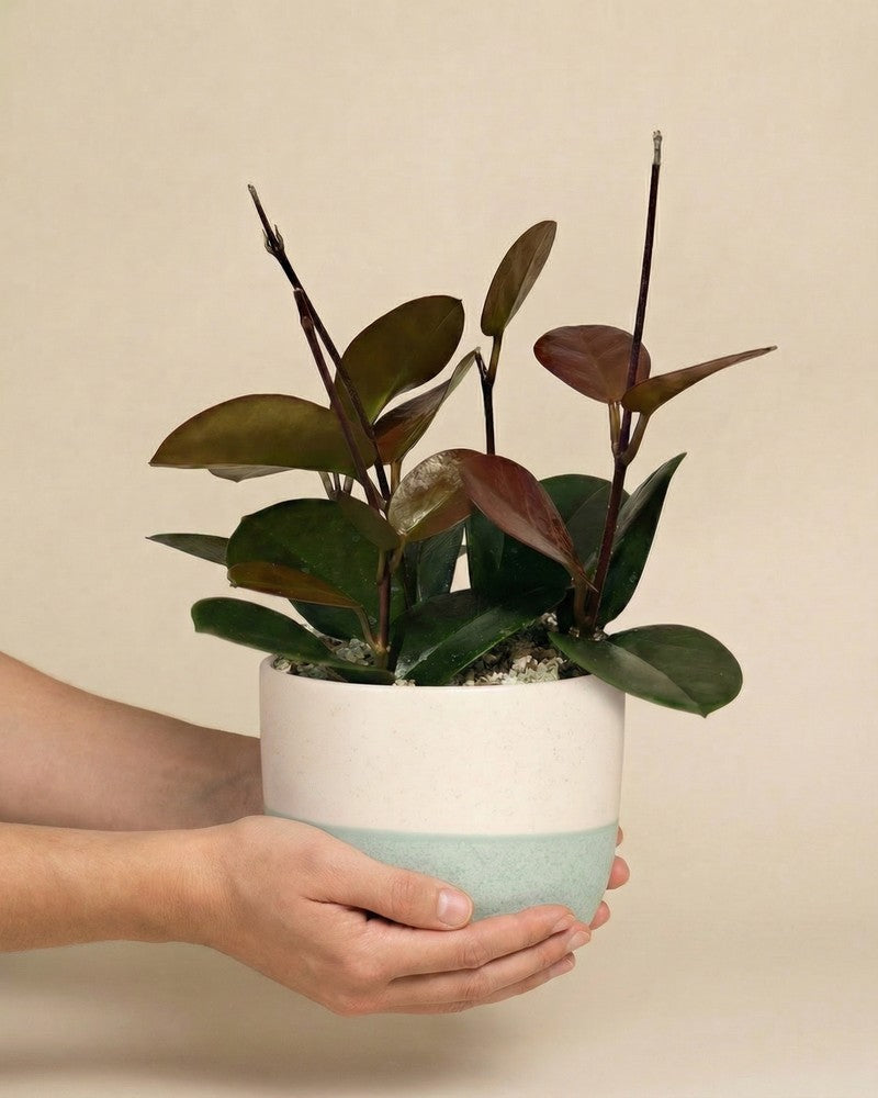 Zwei Hände halten eine Hoya australis im mintfarbenen Variado-Übertopf