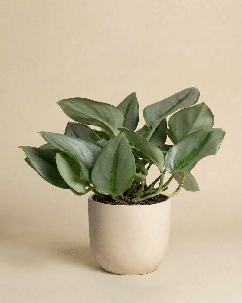 Eine Efeutute 'Moonlight' mit großen, schimmernden Blättern sitzt in einem einfachen, hellbeigen Keramiktopf vor einem zartbeigen Hintergrund.
