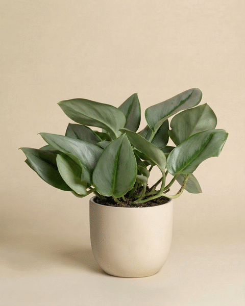 Eine Efeutute 'Moonlight' mit großen, schimmernden Blättern sitzt in einem einfachen, hellbeigen Keramiktopf vor einem zartbeigen Hintergrund.
