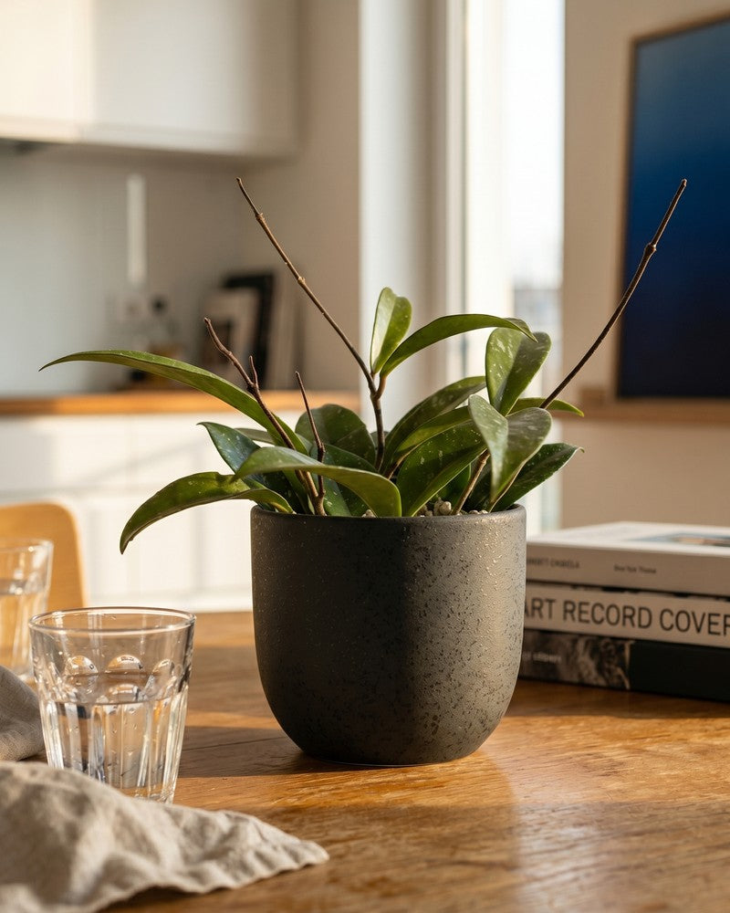 Hoya pubicalyx im Wohnzimmer auf einem Holztisch neben Büchern