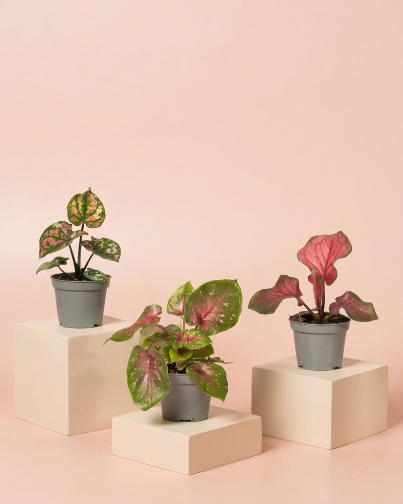 Drei Baby Caladium im 3er Set in schwarzen Anzuchttöpfen stehen auf hellen Würfel-Podesten vor zartrosa Hintergrund.