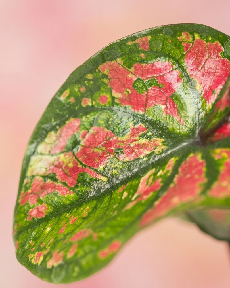 Nahaufnahme eines herzförmigen Caladium-Blattes mit leuchtend rosa-roten Flecken auf grünem Grund.