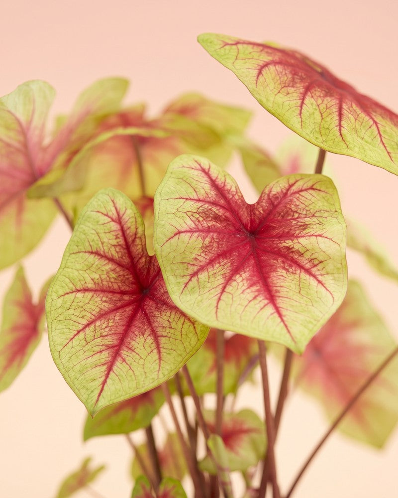 Nahaufnahme der zitronengrünen Blätter mit roter Blattmitte der Caladium 'Lemon Blush'