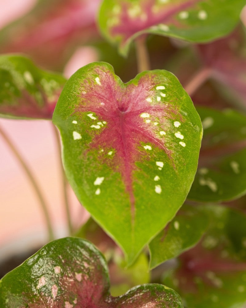 Nahaufnahme eines herzförmigen Caladium 'Casey' Blattes mit grünem Grund, rosa-pinker Mitte und feinen weissen Tupfen.