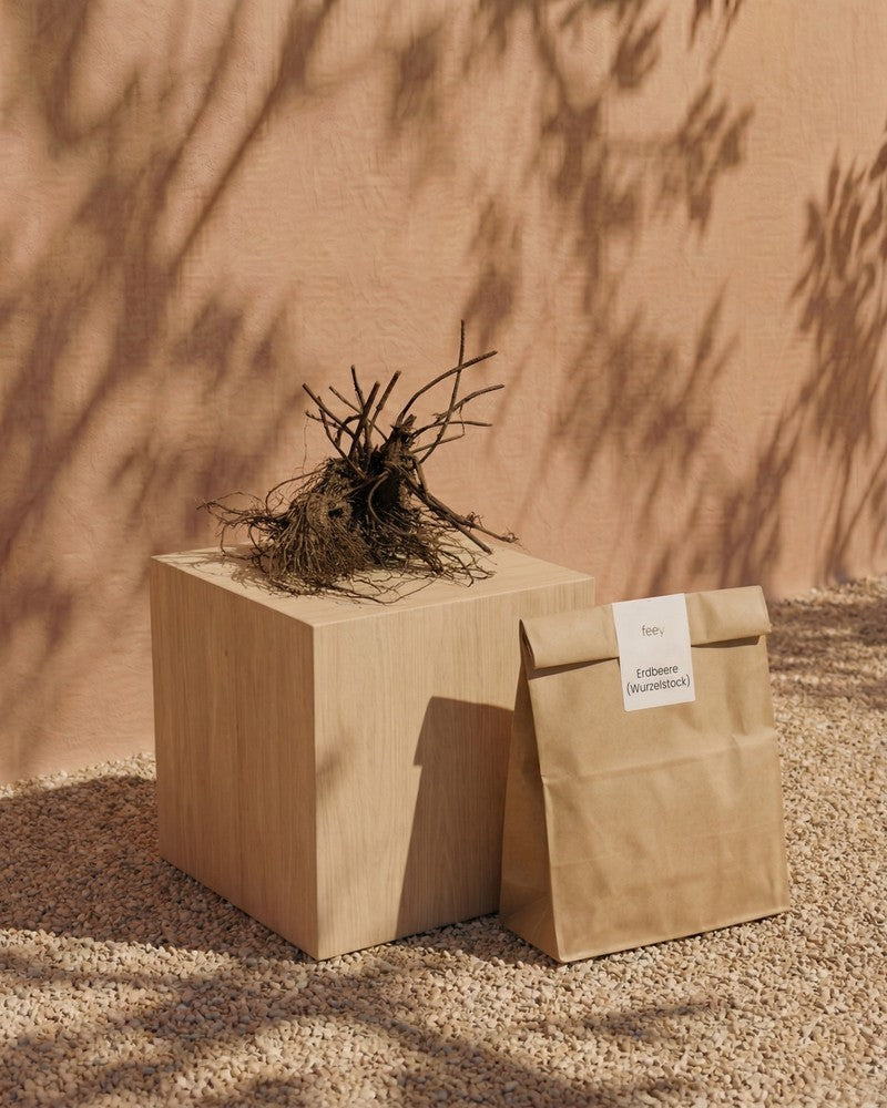 Eine getrocknete Erdbeere (Wurzelstock) steht auf einem Holzwürfel neben einer braunen Papiertüte, die mit ihrem Namen beschriftet ist, auf Kies mit weichen Schatten vor einem pfirsichfarbenen Hintergrund - ein Hinweis auf den Erdbeeranbau.