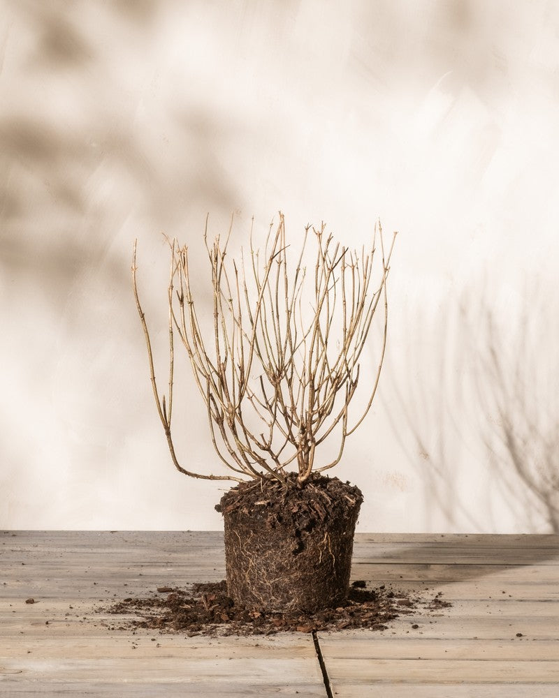 Wurzelballen der Rispenhortensie 'Little Lime' im Winterzustand ohne Topf, auf hellem Holzboden vor heller Wand — bereit zum Eingraben.