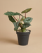 Die Alocasia 'Silver Nebula' mit silbrig-grünen Blättern im schwarzen Nursery-Topf vor beigem Hintergrund.