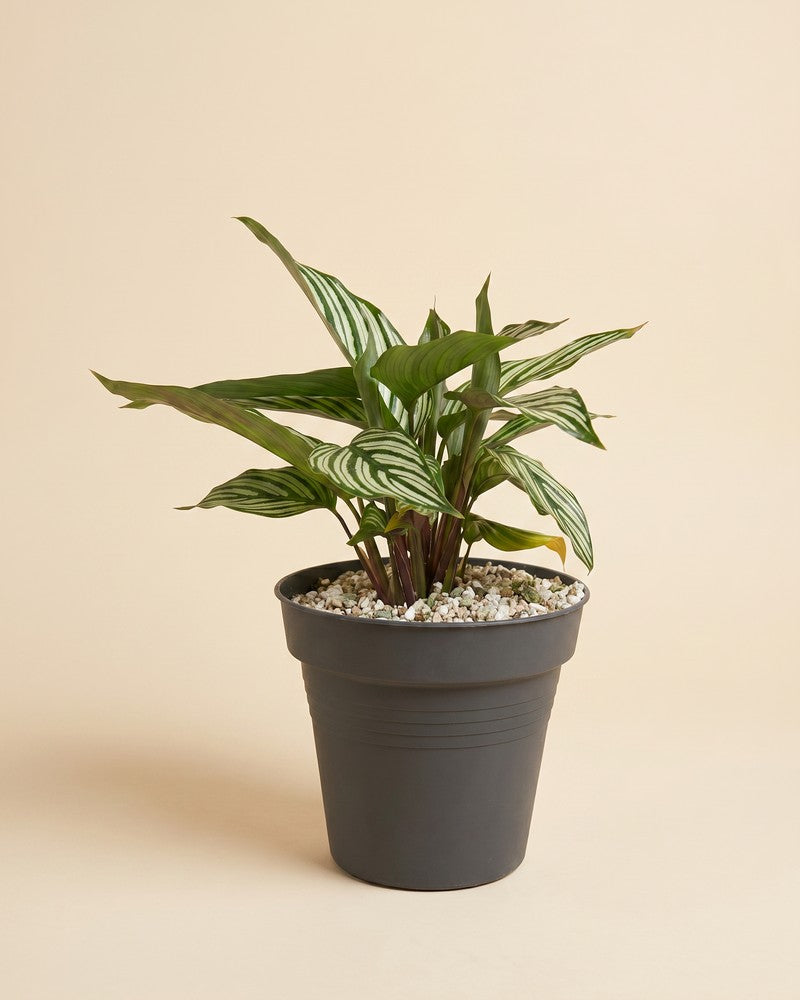 Die Calathea vittata im dunkelgrauen Anzuchttopf vor beigem Studiohintergrund.