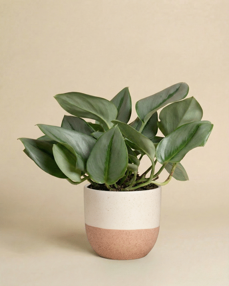 Eine Efeutute 'Moonlight' mit großen, schimmernden Blättern steht in einem runden, zweifarbigen Pflanzgefäß mit beiger Oberseite und terrakottafarbenem Boden vor einem einfarbig beigen Hintergrund.