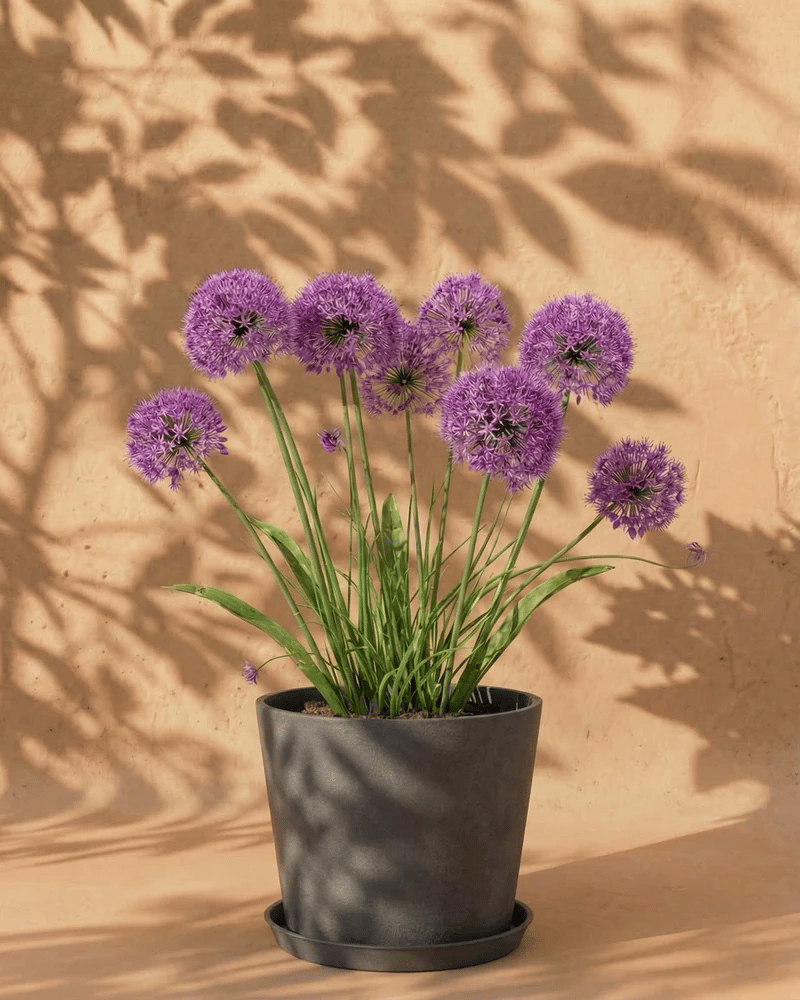 Allium (lila)