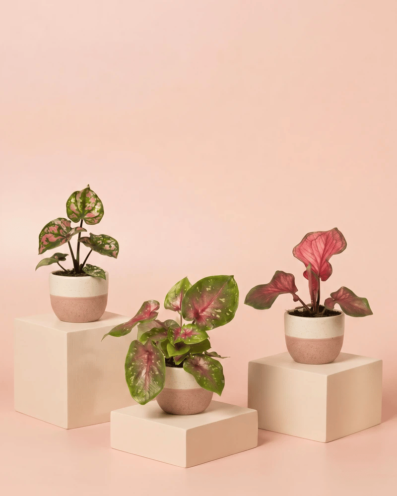 Drei Baby Caladium im strukturierten Variado-Übertopf, abwechselnd in cremeweiss-rosa und cremeweiss-salbei.
