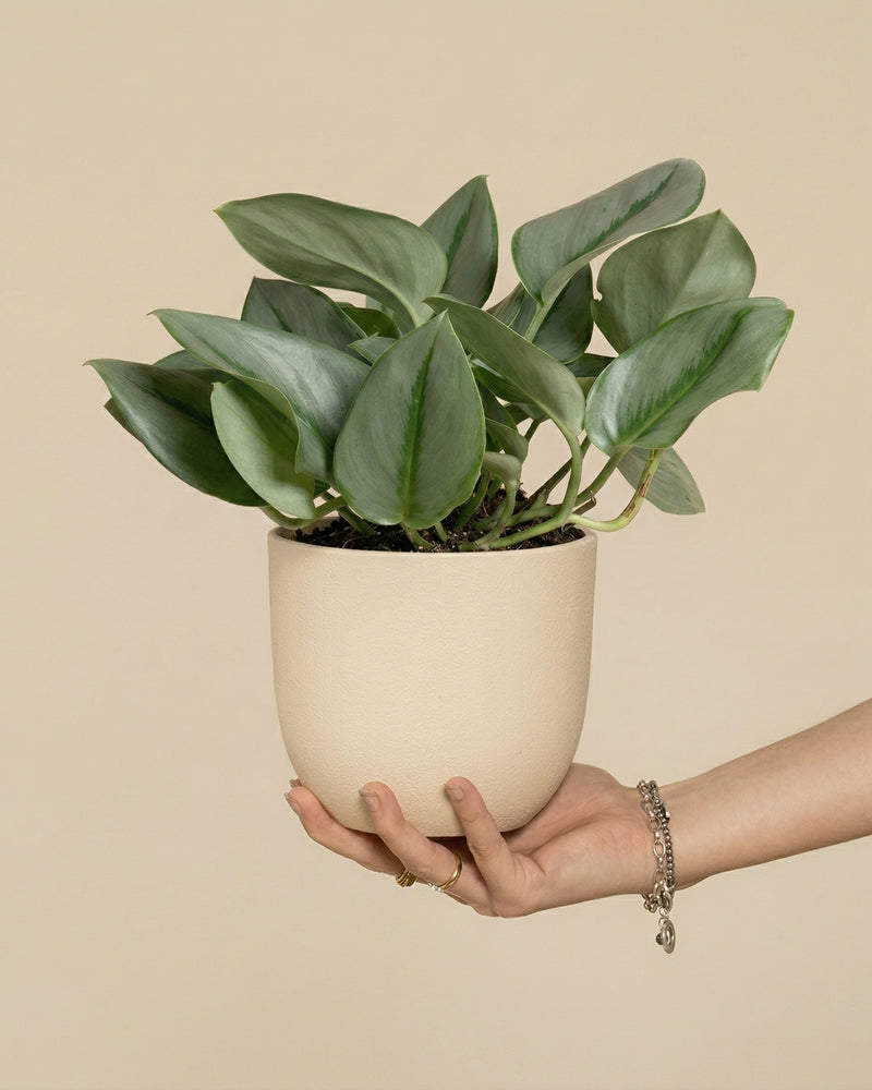 Eine Hand mit einem Armband hält einen beigen Topf mit der Pflanze Efeutute 'Moonlight', deren schimmernde Blätter einen auffälligen Kontrast zu dem schlichten, hellbeigen Hintergrund bilden.